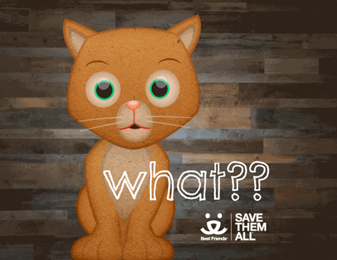 Excuse Me Reaction GIF by Best Friends Animal Society