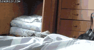 Cat Beds GIF
