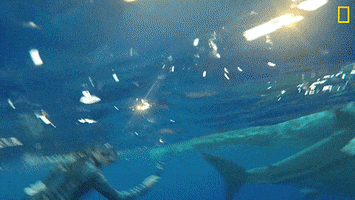 Nat Geo Omg GIF by National Geographic Channel