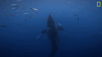 Nat Geo Omg GIF by National Geographic Channel
