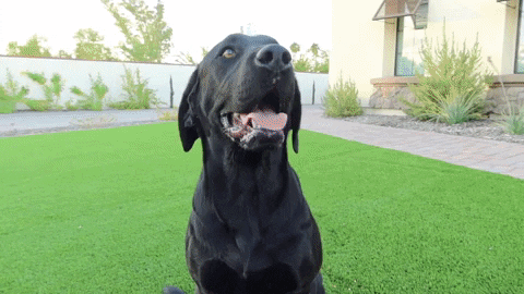 FatPuppy giphygifmaker GIF