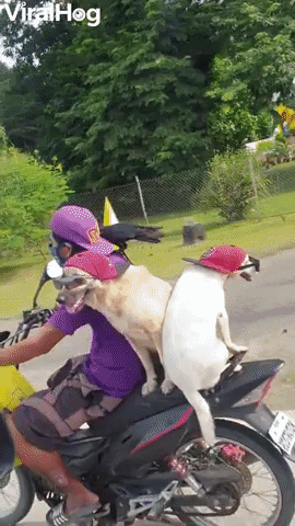 Pack of Cool Pets Ride Moped