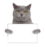 cat internet Sticker by Lifecell