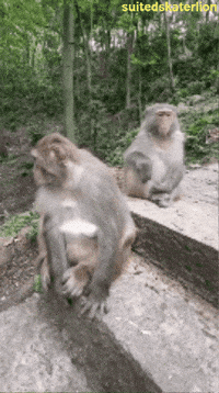 Suited Skater Lion GIF