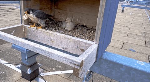 theBigE giphygifmaker GIF
