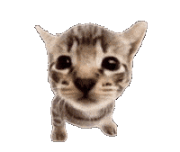 Cat Explode Sticker