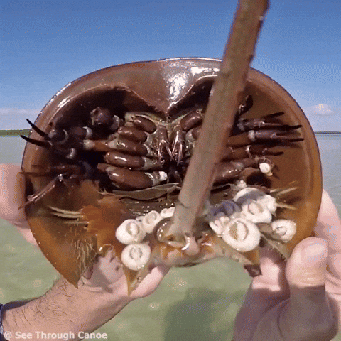 crab GIF