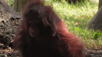 Atlanta Atl GIF by ZooATL