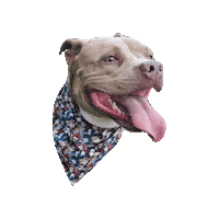 My Hero Academia Happy Dog Sticker by Geekster Pets