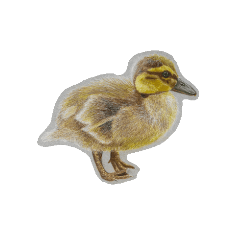 Duck Spinning Sticker