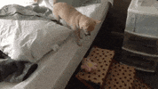 chihuahua GIF
