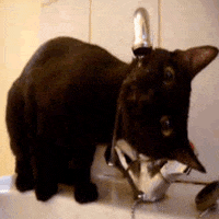 thirst GIF