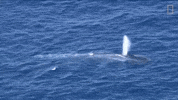 blue whale GIF by Nat Geo Wild