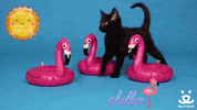 bestfriends summer beach kittens flamingo GIF