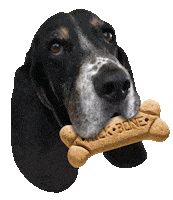 hungry good boy Sticker