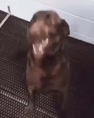 Happy Dog GIF