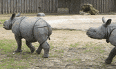 GIF by Planckendael