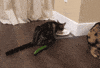 hungry cat GIF