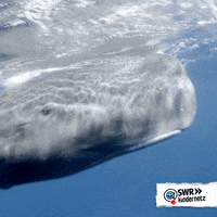 Open Sea Water GIF by SWR Kindernetz