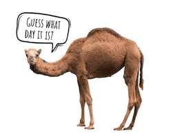 Wednesday Hump Day Sticker