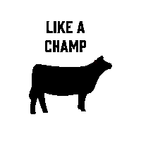 Red Angus Champion Sticker by Ash Valley Designs