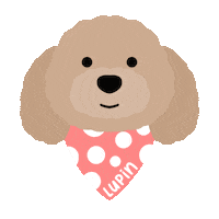 Toy Poodle Sticker