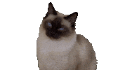 Cat Watching Sticker by vandehart