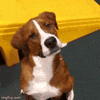 Dog Head Turn GIF
