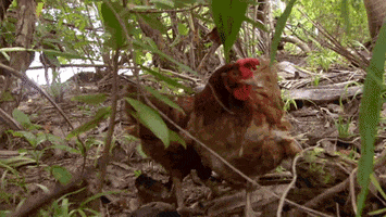 survivorau GIF by Australian Survivor