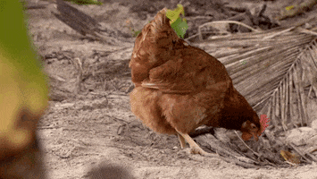 survivorau GIF by Australian Survivor