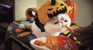 cat costume GIF