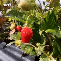 Red Fruit GIF by TRT
