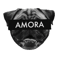 Zeedog Amorinha Sticker by Amora Pug Brasil
