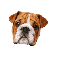 Dog Filhote Sticker by bulldogclub