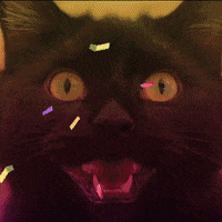 Black Cat GIF