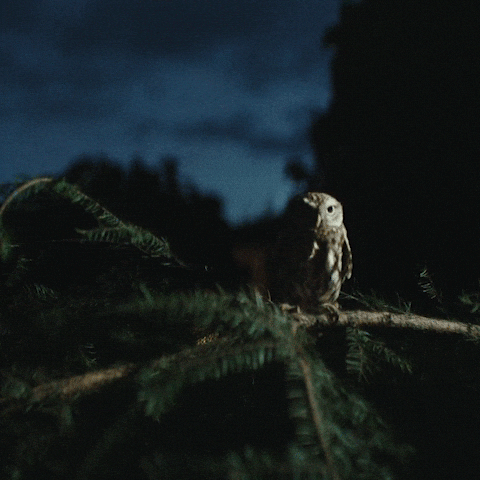 Dobrou Noc GIF by Fio banka