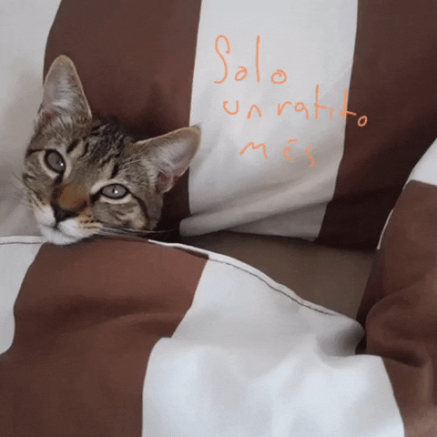 rodrigoaguilar giphyupload cat zapatoverde wake me up before you go go GIF
