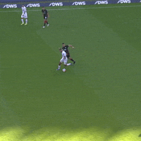 1 Fc Cologne Football GIF by 1. FC Köln