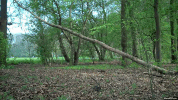 Bas GIF