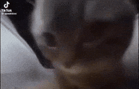 Video gif. Up close, a cat's head is bobbing up and down, and it looks like it's grooving. 