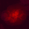 Merry Christmas GIF by Spini
