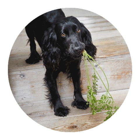 ella_co giphyupload dog puppy dogs Sticker