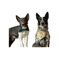 Lotr Sticker by Geekster Pets