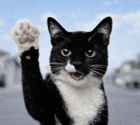 Monty Hello GIF