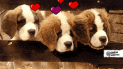 Tiere Bis Unters Dach Dog GIF by SWR Kindernetz