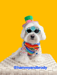 Dogs Wow GIF by HammyandBrody