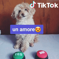 Si Yes GIF by TikTok Italia