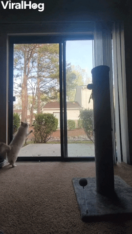 Otto The Cat Climbs Up Screen Door GIF by ViralHog