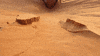 low drifting sand GIF