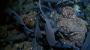 symphony for our world GIF by Nat Geo Wild 